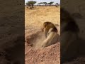 The Lion Looked Into A Hole Then This Happened