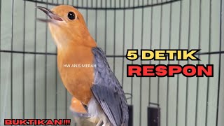 Download lagu SIULAN AJAIB ANIS MERAH BETINA PALING AMPUH BIKIN ANIS BISU LANGSUNG GACOR | HW ANIS MERAH  mp3