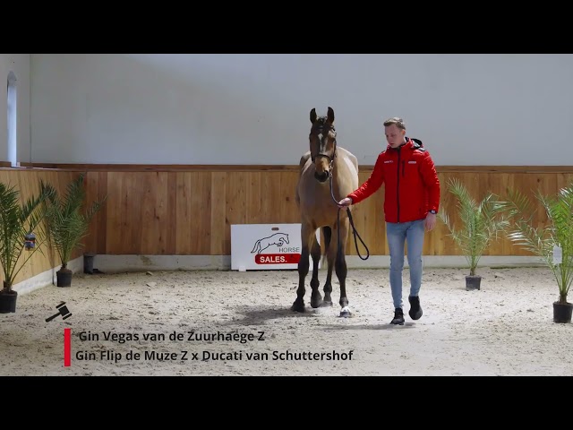 Gin Vegas van de Zuurhaege Z