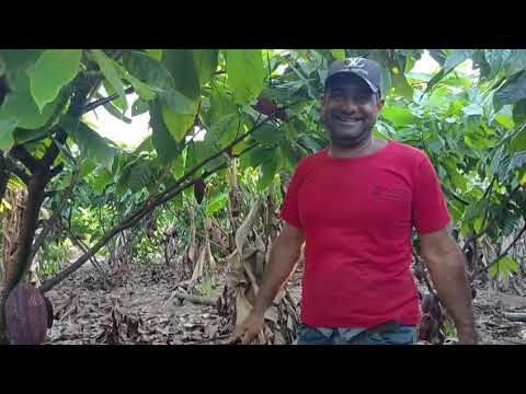 Cacau,colheita do vizinho, aqui de sítio/Pedro Canário Espírito Santo Brasil 🇧🇷.