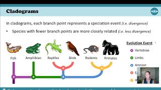 5.4 - Part 1 - IB Biology - Cladistics