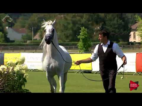 N.67 MAHDER AL JAMAL - Chantilly 2018 AHO World Cup - 4 Years Old and Older Stallions (Class 9B)