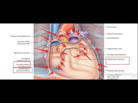 Pericardium 4