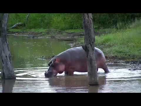 Djuma: Hippo - 18:53 - 02/08/2020