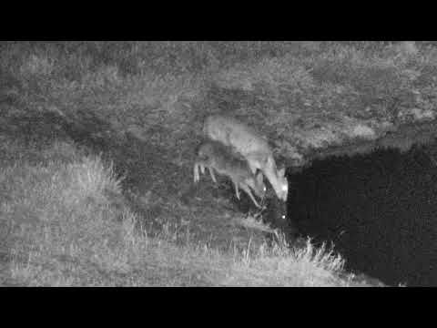 Djuma: Common Grey Duiker female and baby - 23:46 - 09/04/18