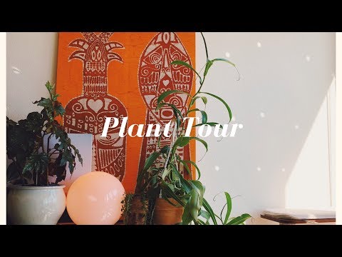 MY HOUSE PLANT COLLECTION - How to not kill your plants! | HellaJam #planttour