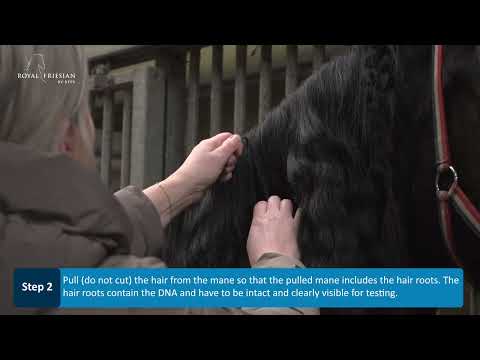 Instructions for taking hair samples of horses by yourself