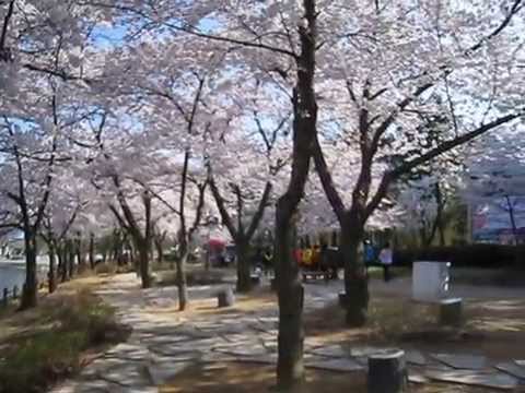 Gyeongsangbuk-do Gyeongju Cidade Bomun Lakeside Sakurahana 1