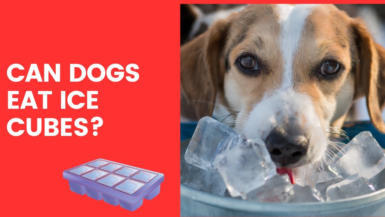 Can Dogs Eat Ice Cubes? Safety, Nutrition, And Veterinary Advice