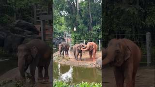 Download lagu Two Elephants Kissing. Love is in the Air - John Paul Young. An Aussie Icon. mp3