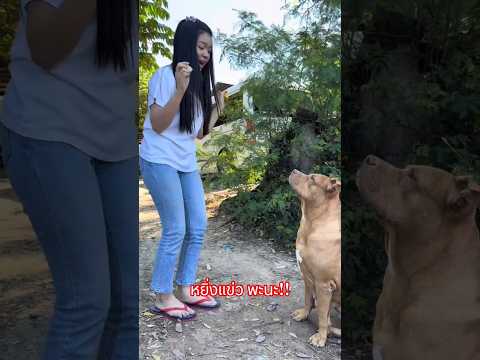 อุ๋งอิ๋งสั่งให้น้องหมาทำอะไร?? #อุ๋งอิ๋งเพชรบ้านแพง #สาวน้อยมหัศจรรย์