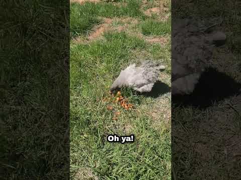 will chickens eat shrimp tails?