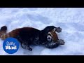 Red pandas playing in snow are having the time of their lives - Daily Mail