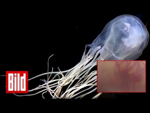 Quallen-Attacke endet tödlich - 20-jährige auf Thailand gestorben ( Koh Samui / Urlaub / Baby )