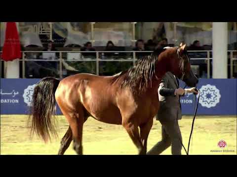 N.192 ADMIRAAL - 2020 PSAIAHF Al Khalediah Show - Colts 3 Years Old (Class 6)