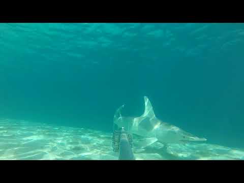 Great Hammerhead appears on BRUV in the Beqa Lagoon