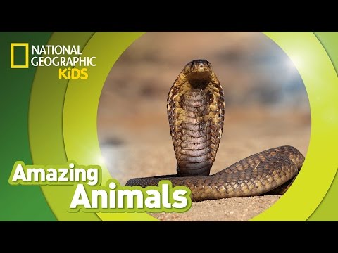 Cobra ???? | Amazing Animals
