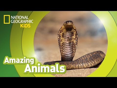 Cobra 🐍 | Amazing Animals
