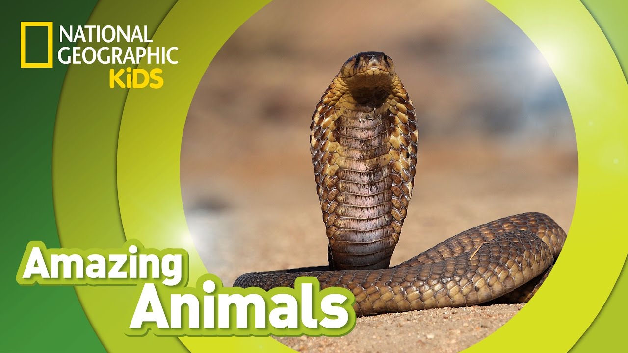 Cobra 🐍 | Amazing Animals