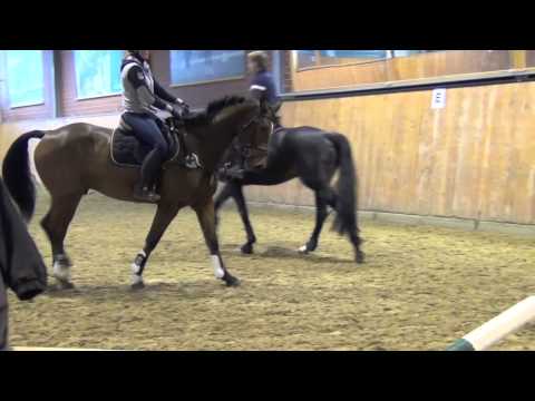 Casaretto-Lucian gelding * 2008 for sale