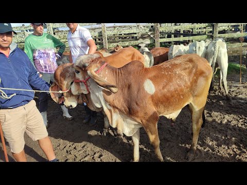 Feira de bezerros de Capoeiras-PE 24/04/2026 #nelore #guzera 