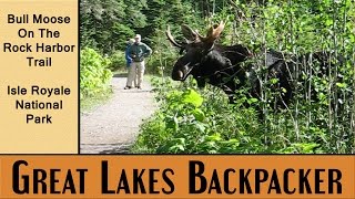 preview picture of video 'Bull Moose on the Rock Harbor Trail'