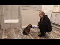German Shepherd dogs for sale: German Shepherd 1 - Video 1