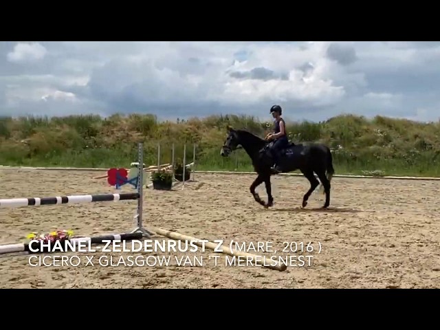 Home jumping under saddle