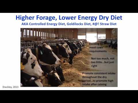 download lagu mp3 mp4 Goldilocks Diet, download lagu Goldilocks Diet gratis, unduh video klip Goldilocks Diet