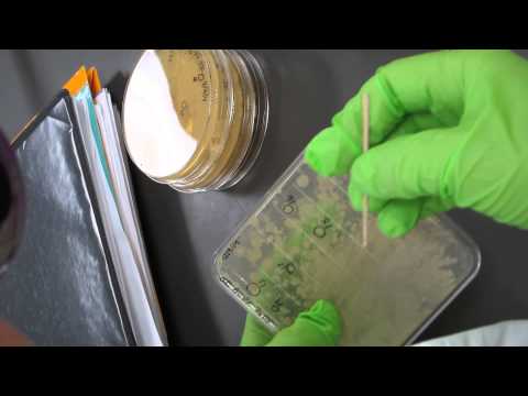 Another view of the master plate