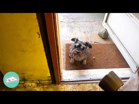 Old Farm Dog Runs Away To Visit This Family Every Day | Cuddle Buddies