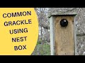 Common Grackle Using Nest Box 2023