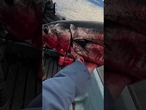 ¡Qué Pique! Atún Lanzón al Ataque 🐟⚡#atun #fishing #pesca #fypシ #tuna  #aysen  #cisnes