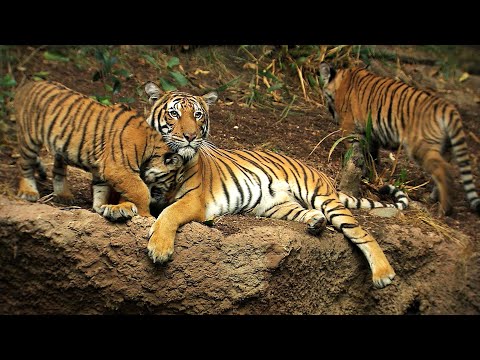 San Diego Zoo One-Day Pass