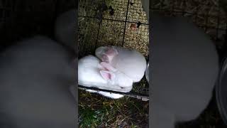 Cottontail Rabbits Videos