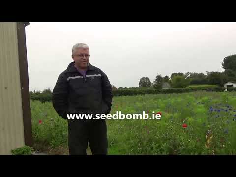 Wildflower Seed Bombs - Image 2