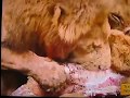 Simba Gets Slapped By Cub Big Cat Diary