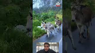 PARALISAÇÃO DA TURMA DO LULA??  #noticias #governo #politica #fypシ #bolsonaro #lula #copadomundo
