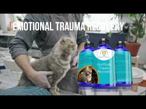 Emotional Trauma Recovery  | FOR CATS