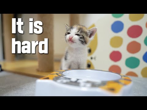 How does a 4 Week-old Kitten Drink Water? a Difficult Challenge