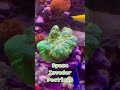 A Closer Look: Space Invader Pectinia