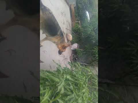 German Shepherd puppies trekking in hills with pack