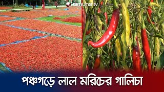 মরিচ চাষ করে বিঘা প্রতি লাভ ১ লাখ টাকা; খুশি পঞ্চগড়ের কৃষকরা |