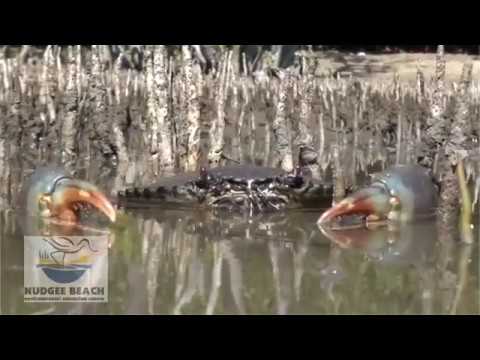 Magnificent Mud Crabs Documentary
