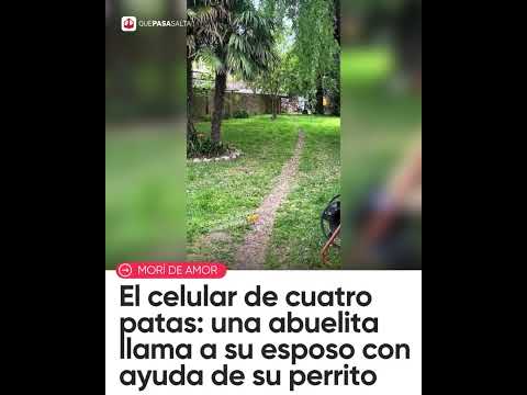 😂🐶 ¡EL CELULAR DE CUATRO PATAS! ABUELITA USA A SU PERRITO PARA LLAMAR A SU ESPOSO | #QUEPASASALTA