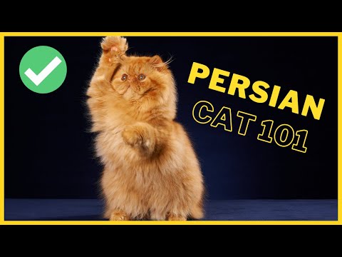 Persian Cats 101 : Fun interesting Facts- Persian Cat Illness- Persian Cat Care- Persian Cat Breed