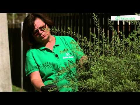 download lagu mp3 mp4 Tujos Brabant, download lagu Tujos Brabant gratis, unduh video klip Tujos Brabant