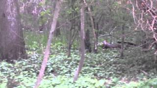 preview picture of video 'chevreuil dans le bois de neauphle le chateau'
