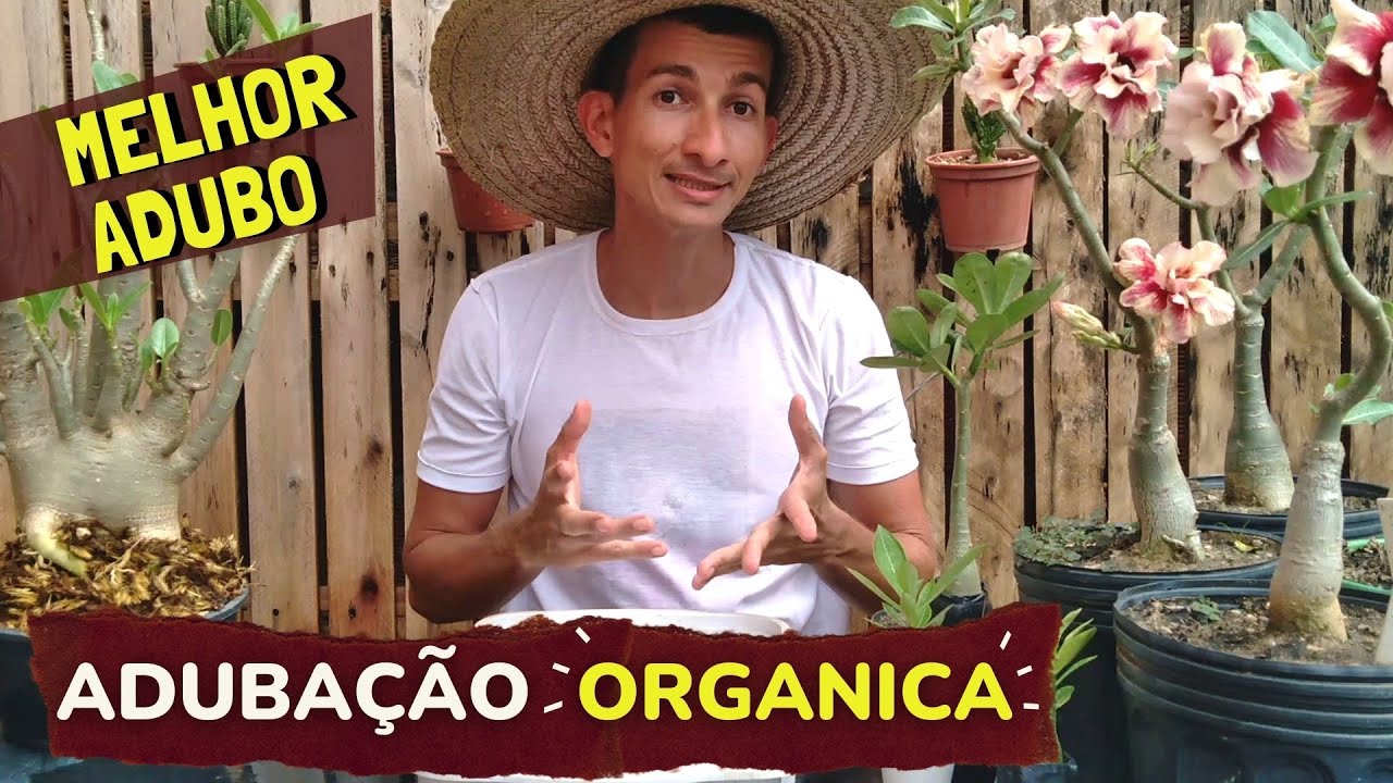 Melhor adubo orgânico para Rosa do deserto.
