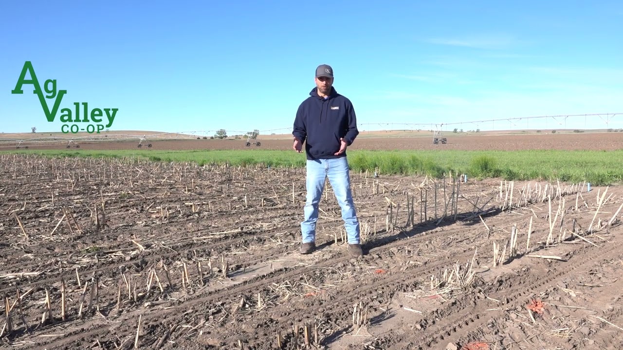 How to Calculate Stand Counts in Corn and Soybeans